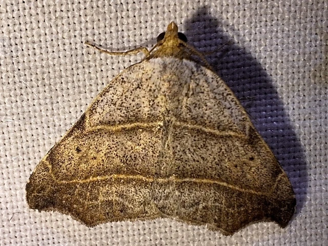 Laspeyria flexula - zuzmóbagoly