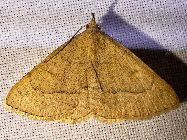 Paracolax tristalis - sárgás karcsúbagoly