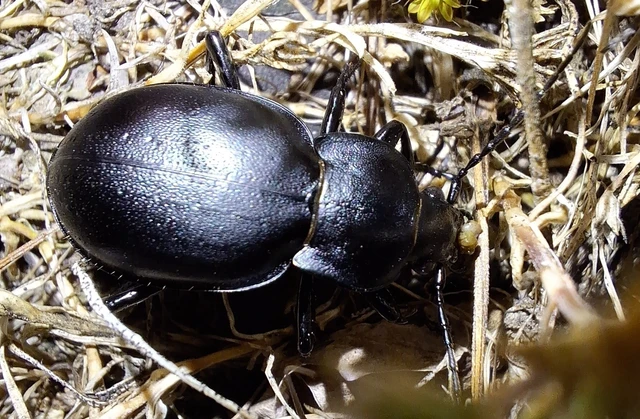 Carabus hungaricus - magyar futrinka Carabus hungaricus - magyar futrinka