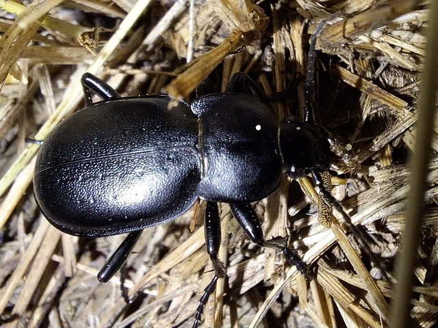 Carabus hungaricus - magyar futrinka Carabus hungaricus - magyar futrinka