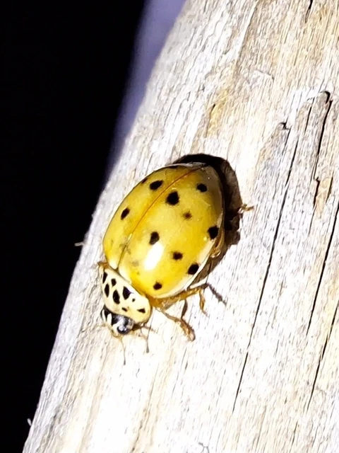 Harmonia quadripunctata - négypettyes katica