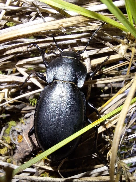 Carabus hungaricus - magyar futrinka Carabus hungaricus - magyar futrinka