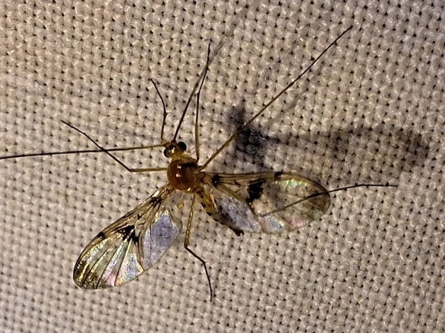 Diptera - Kétszárnyúak Diptera - Kétszárnyúak