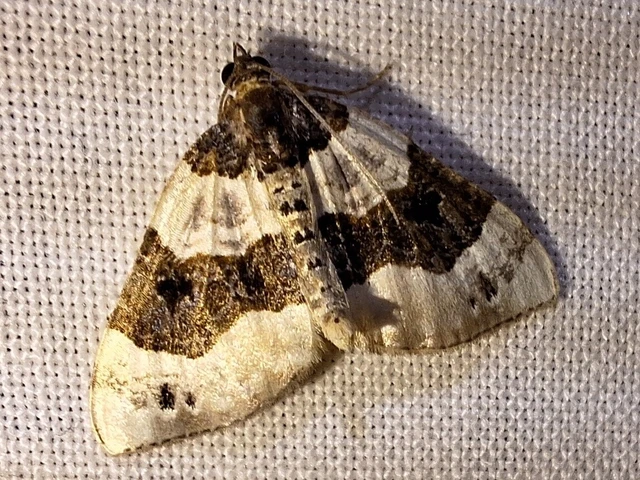 Cosmorhoe ocellata - szemes galajaraszoló