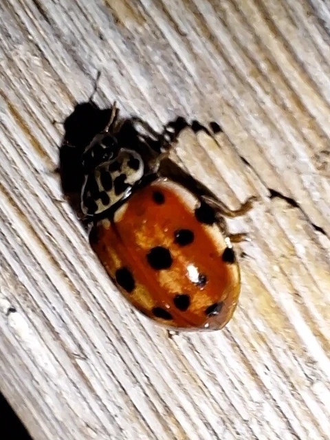 Harmonia quadripunctata - négypettyes katica