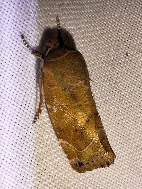 Cosmia affinis - barna lombbagoly