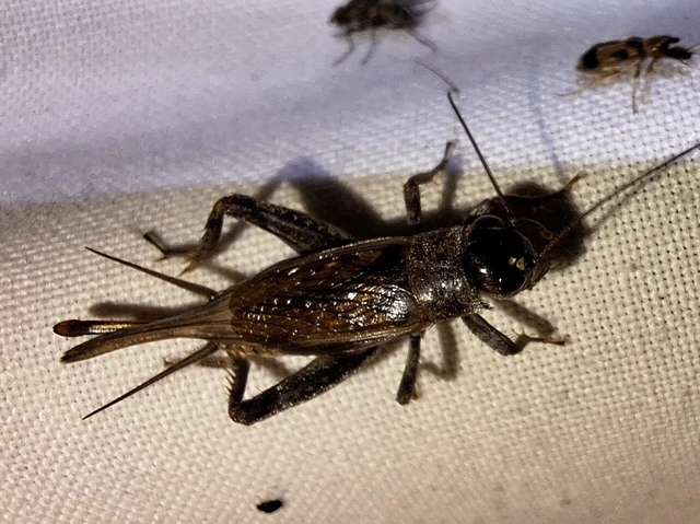 Orthoptera - Egyenesszárnyúak