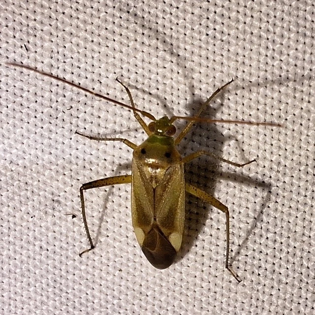 Adelphocoris lineolatus - lucernapoloska