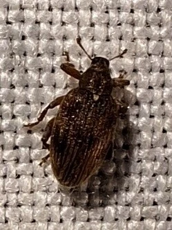 Orchestes testaceus - nyír-bolhaormányos