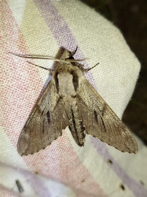 Hyloicus pinastri - fenyőszender