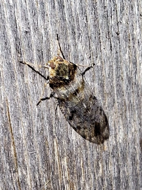 Auchenorrhyncha - Kabócák Auchenorrhyncha - Kabócák