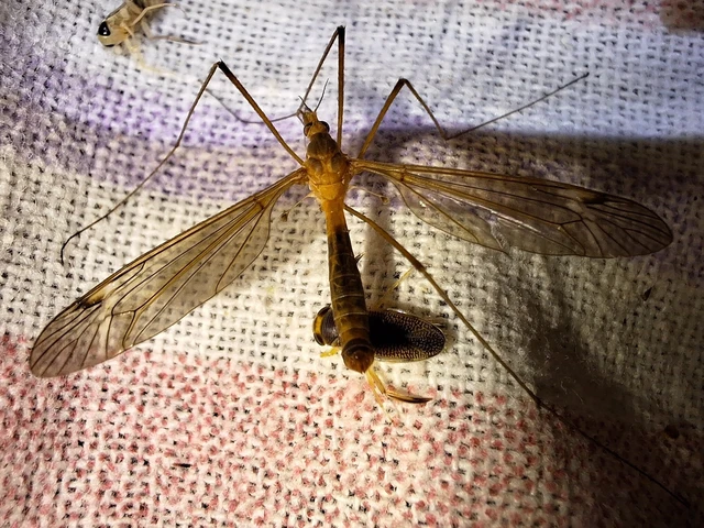 Diptera - Kétszárnyúak Diptera - Kétszárnyúak