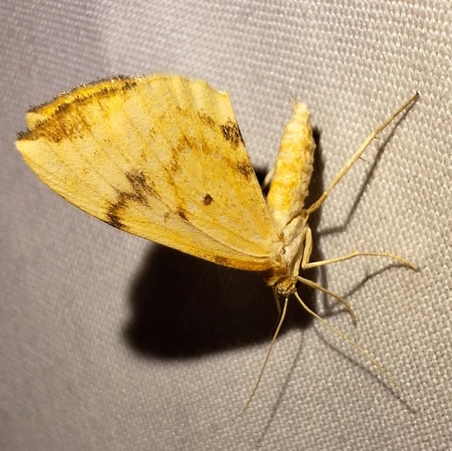 Eulithis pyraliata - sárga galajaraszoló