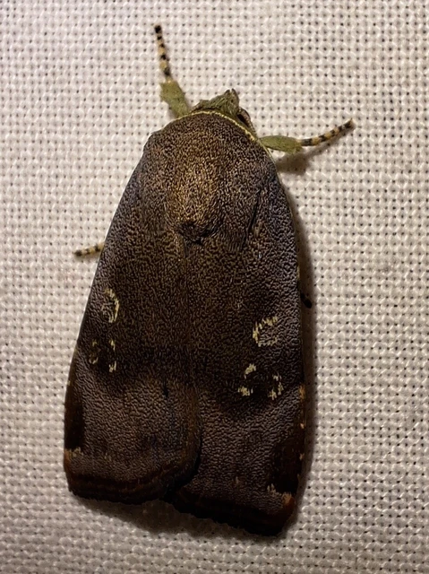 Noctua janthe/janthina
