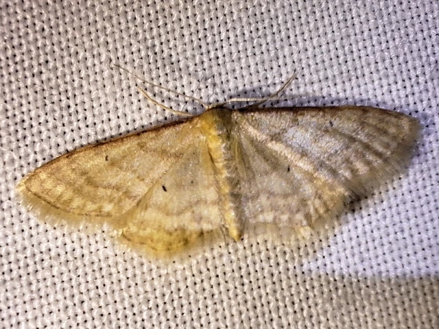 Idaea humiliata - vörösszélű apróaraszoló