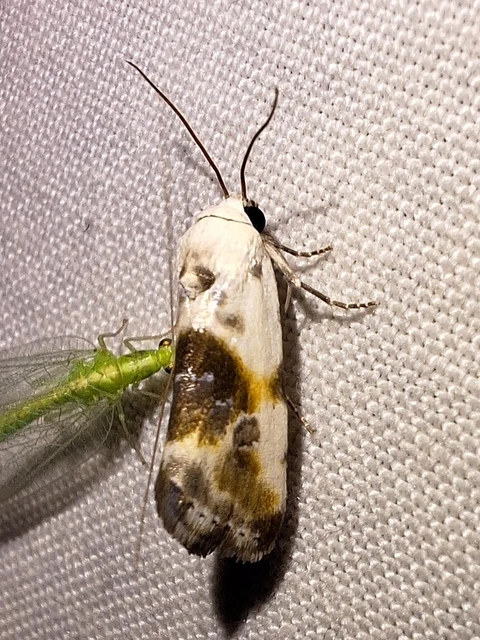 Ponometia candefacta - parlagfűbagoly