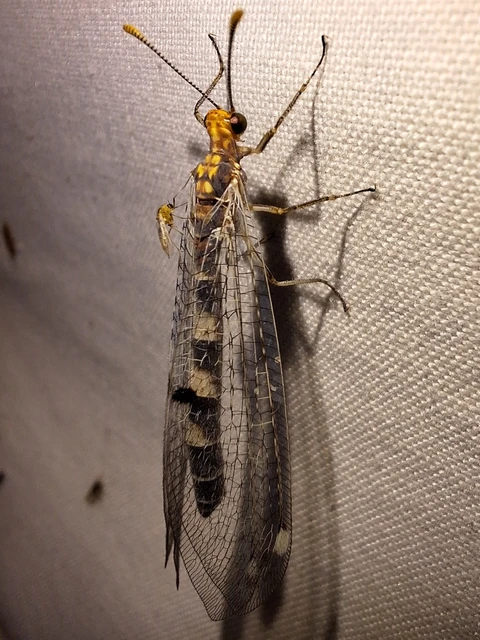 Megistopus flavicornis - kétfoltos hangyaleső