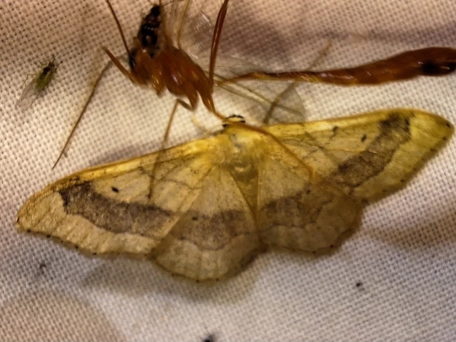 Idaea aversata - nagy sávosaraszoló