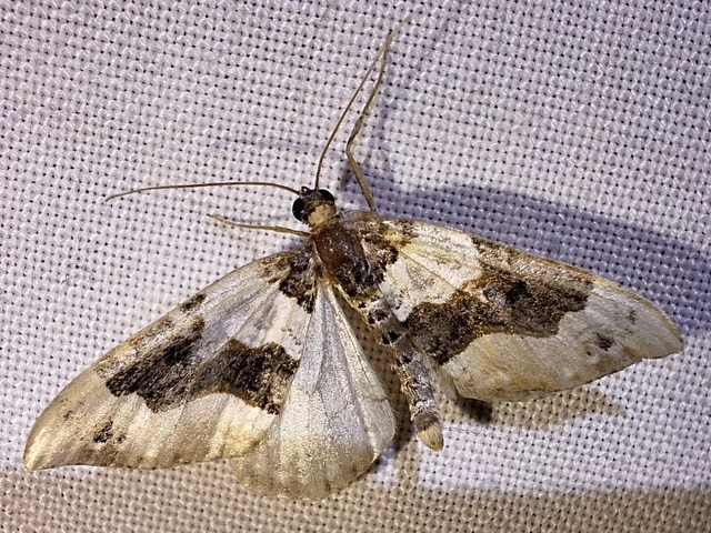 Cosmorhoe ocellata - szemes galajaraszoló