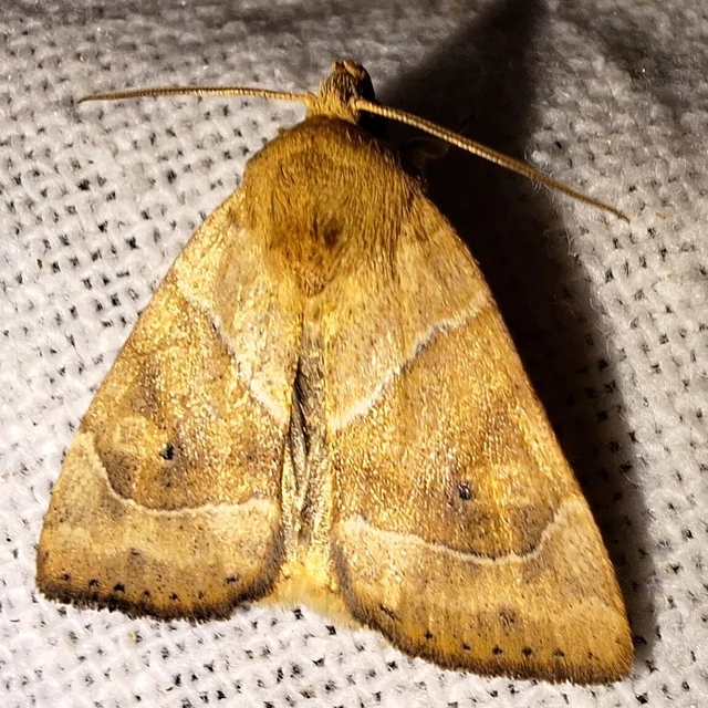 Cosmia trapezina - közönséges lombbagoly