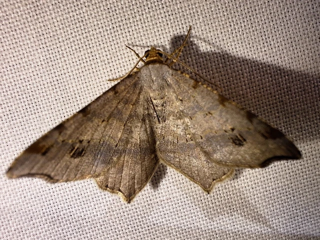 Macaria alternata - közönséges szürkearaszoló