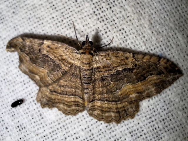 Philereme transversata - varjútövis-araszoló