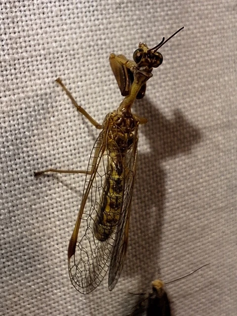 Mantispa styriaca - kétszínű fogólábú-fátyolka