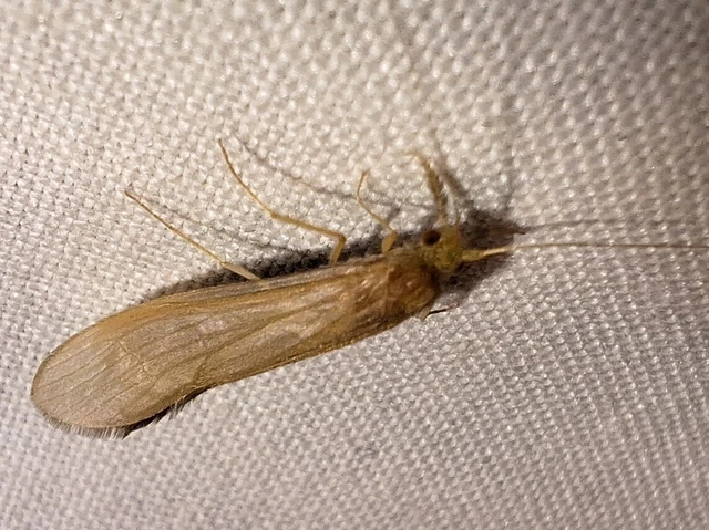 Trichoptera - Tegzesek