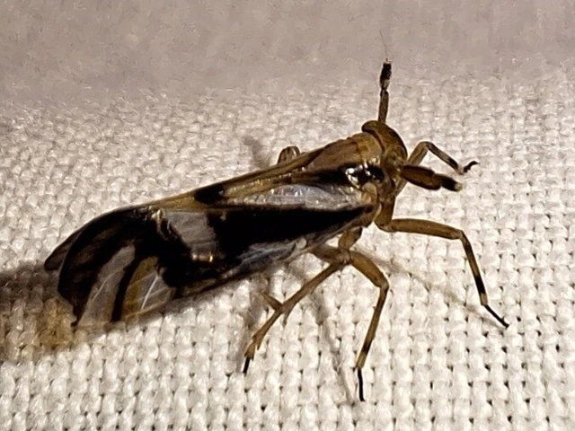 Auchenorrhyncha - Kabócák Auchenorrhyncha - Kabócák