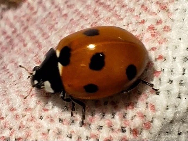 Coccinella septempunctata - hétpettyes katica