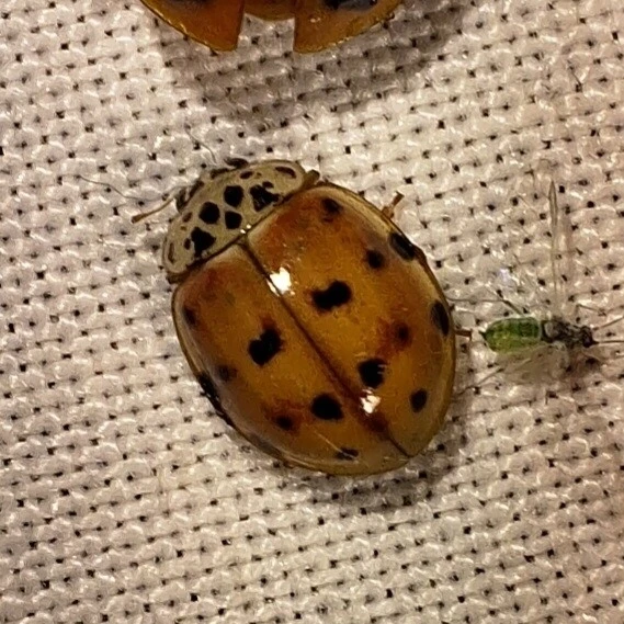 Harmonia quadripunctata - négypettyes katica