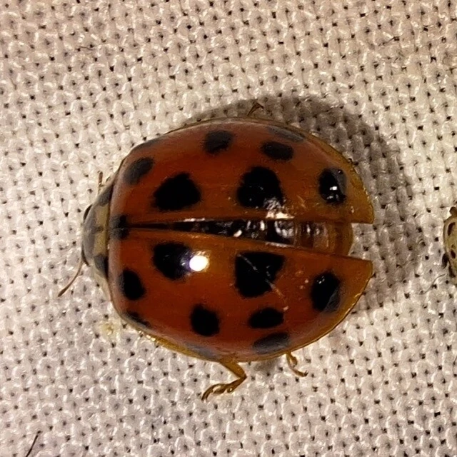 Harmonia axyridis - harlekinkatica