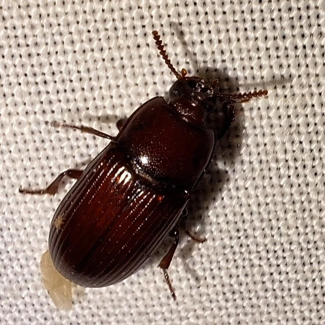 Uloma