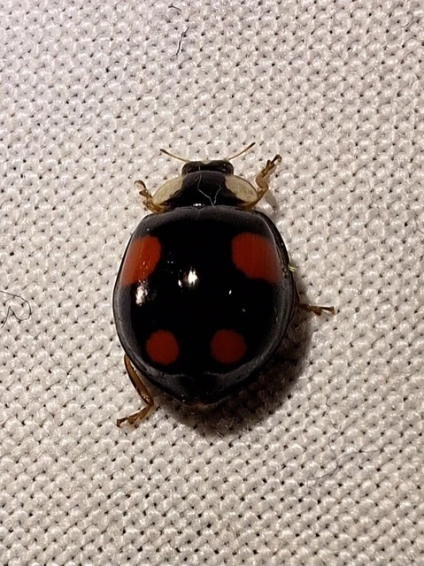 Harmonia axyridis - harlekinkatica