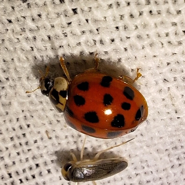 Harmonia axyridis - harlekinkatica