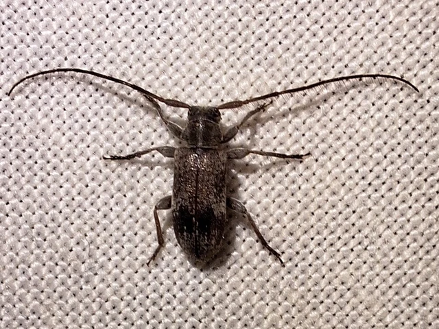 Exocentrus adspersus - tölgyfa-rőzsecincér