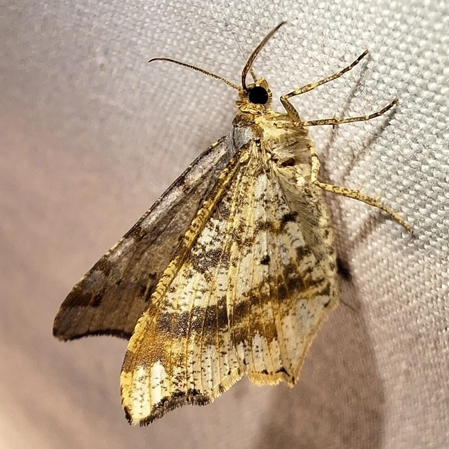 Macaria alternata - közönséges szürkearaszoló