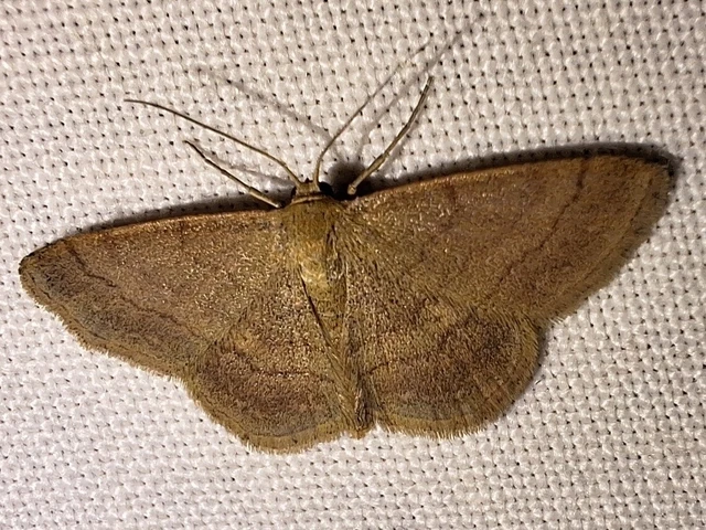 Scopula rubiginata - réti pirosaraszoló