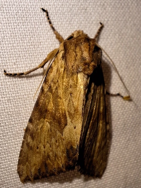 Apamea sublustris - sárgás dudvabagoly