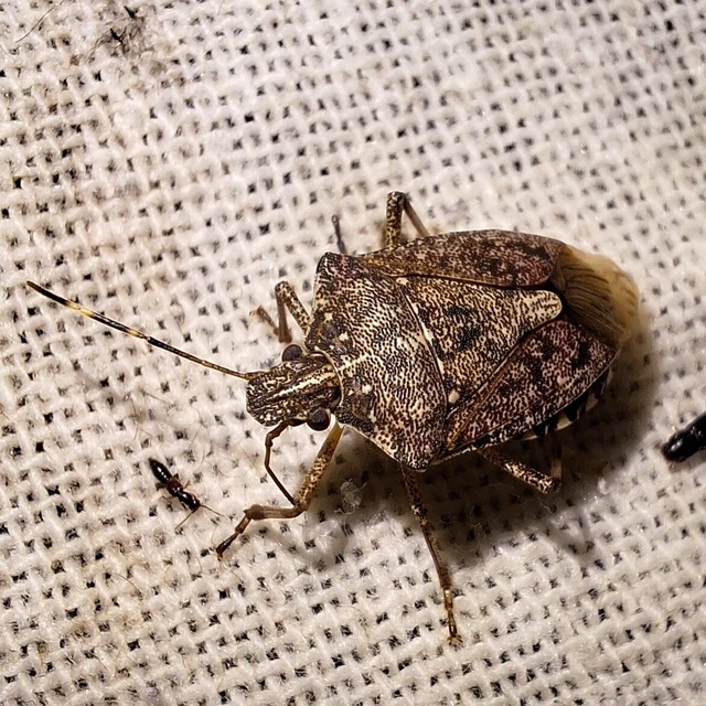 Halyomorpha halys - ázsiai márványospoloska Halyomorpha halys - ázsiai márványospoloska