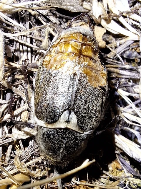 Anoxia pilosa - pusztai cserebogár