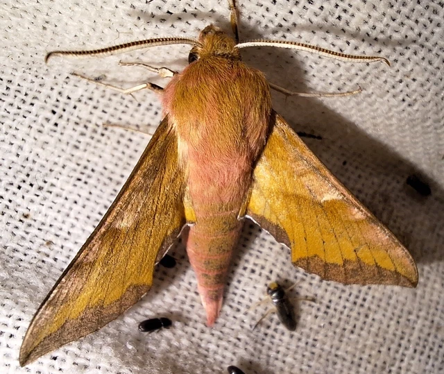 Deilephila porcellus - piros szender
