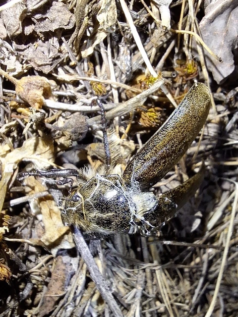 Anoxia pilosa - pusztai cserebogár