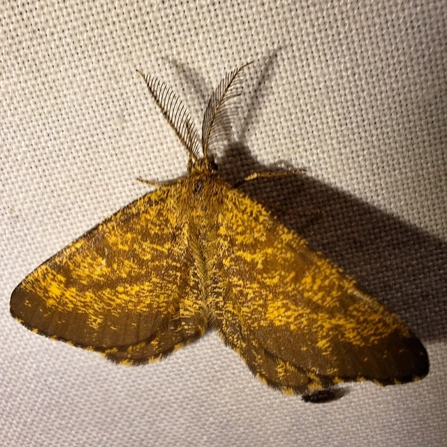 Ematurga atomaria - barna rétiaraszoló