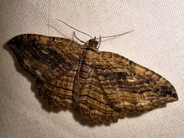 Philereme transversata - varjútövis-araszoló