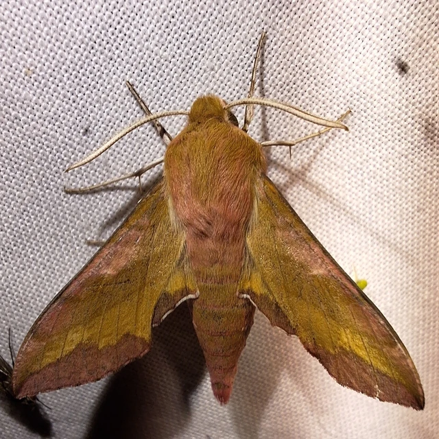 Deilephila porcellus - piros szender