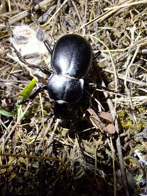 Carabus hungaricus - magyar futrinka Carabus hungaricus - magyar futrinka