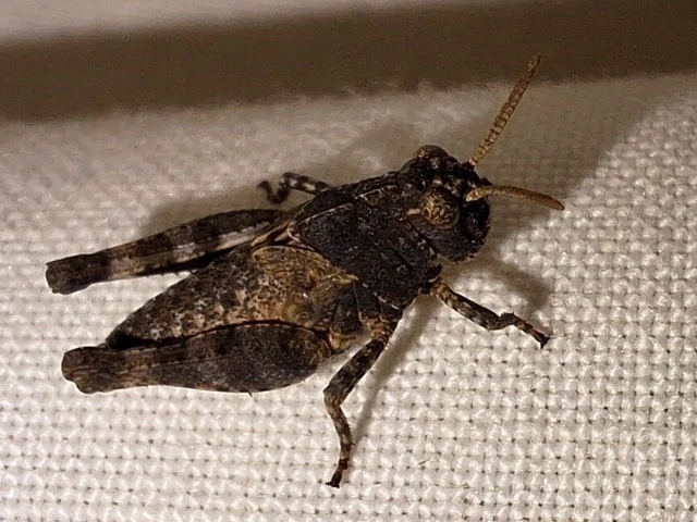 Orthoptera - Egyenesszárnyúak