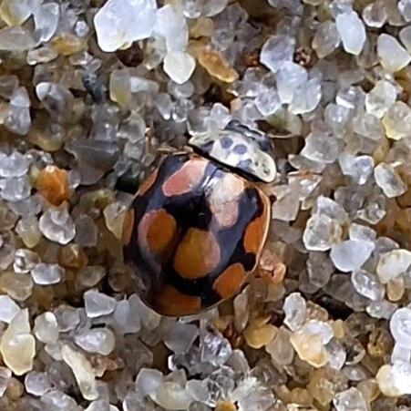 Adalia decempunctata - tízpettyes katica
