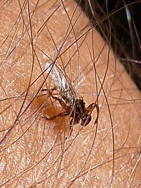 Diptera - Kétszárnyúak Diptera - Kétszárnyúak
